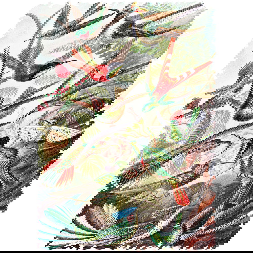 Quebra-Cabeça Trochilidae–Kolibris
