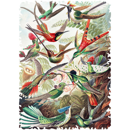 Quebra-Cabeça Trochilidae–Kolibris